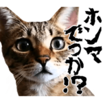 にゃんこ・デカ文字・関西弁2