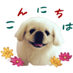 リアルDOG 姫ちゃんのペキニーズ
