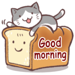 毎日おはよう猫
