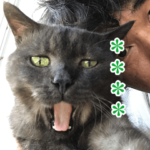 黒猫はちの伝説（カスタムスタンプ 1）