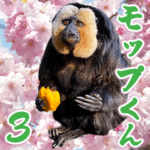 シロガオサキのモップくん3