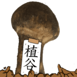 松茸研究家植谷さんのマツタケ