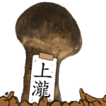 松茸研究家上瀧さんのマツタケ