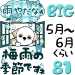 シーズー犬 81『梅雨＆青色系』