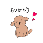 トイプードルのコロちゃんです。