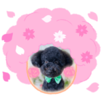 黒トイプードルのベース