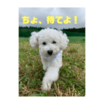 トイプードルミルクの日常