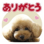 トイプードルの空～挨拶いろいろ～