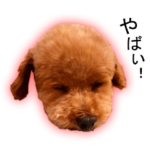 トイプードルの元気な毎日 写真ver.