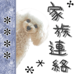 トイプードル“るんるん”～家族連絡～
