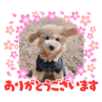 トイプードル一言