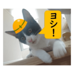 現場仕事猫の「にゃーにゃ」と「くろすけ」