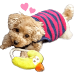 トイプードルのモグちゃんスタンプ