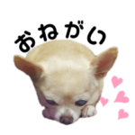 うちのわんこ　スムースチワワの姫