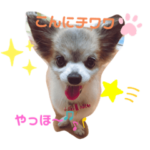 チワワのさくたろう