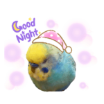 コザクラ・セキセイインコ