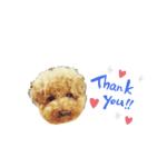 愛犬まるの日常会話