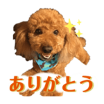 My little toy poodle boy