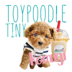 かわいいトイプードルのこむぎChan