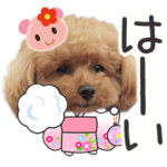 トイプードルらっちゃんのなりきり編<夏>