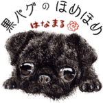 黒パグのほめほめスタンプ