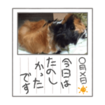 アビシニアンモルモット・どらやきの日常