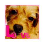 保護犬卒業生ぷんぷんちゃんの日常スタンプ