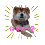 モフモフ柴犬。ゆりです。