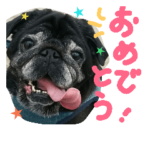 シニア 黒パグぶぶ