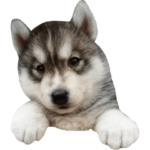 ハスキー仔犬の桃太郎スタンプです