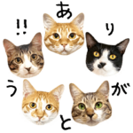 五つ子ニャンズ