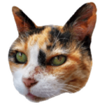 猫のゴメス @神戸大学 vol.2