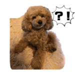 トイプードル　岳の日常