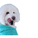 ココのスタンプ第2段！