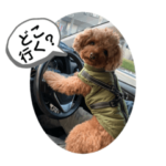 トイプードルクーちゃんです♡