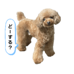 可愛いトイプードルくぅちゃん