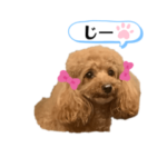大人にも子供にも　トイプードルのスタンプ