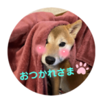 井上家のはなちゃん