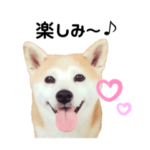 柴犬フクと、猫のタラとキビタロウ。②