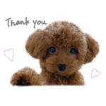 トイプードルのプアちゃん