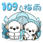 シーズー犬 109『5月・6月＆梅雨』