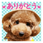 トイプードル日常会話6夏色デカ文字