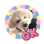 トイプードルのもなか2