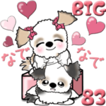 シーズー犬 83『♥』