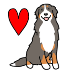 犬種別バーニーズマウンテンドッグ