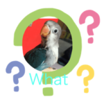 bird of cute stickers