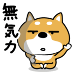 無気力な柴犬。