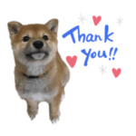 柴犬はじめ、スタンプ始めました