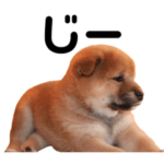 柴犬と愉快な仲間たち