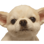 ぼく、むうです